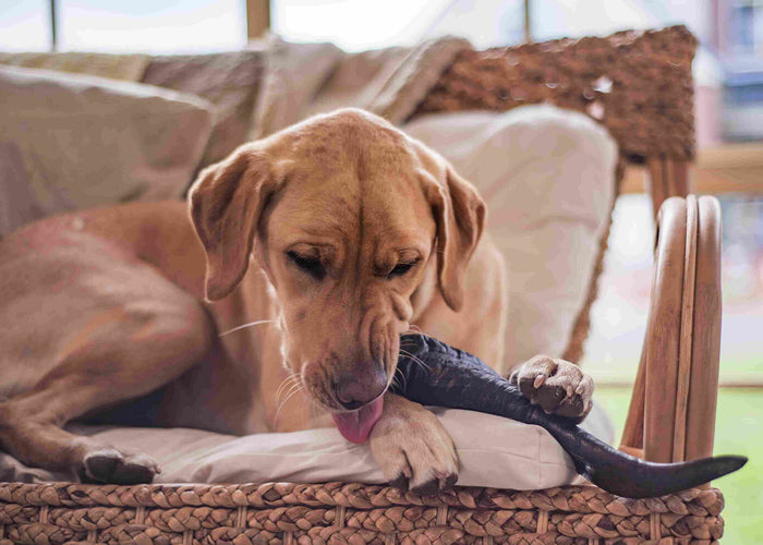 How To Keep Your Dog's Teeth Clean - All Things Doggo Dental Care