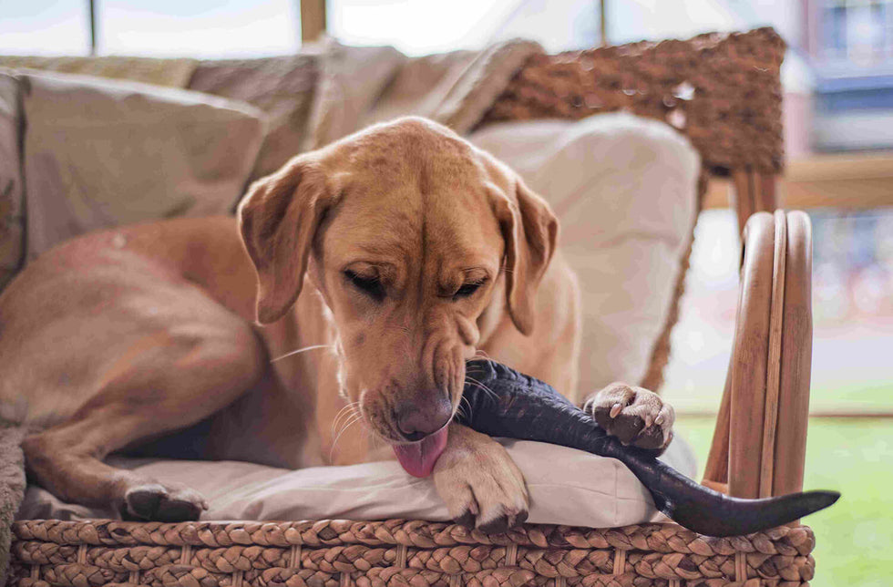 How To Keep Your Dog's Teeth Clean - All Things Doggo Dental Care