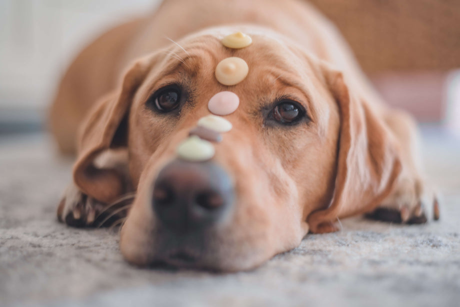 How To Make a Dog-Friendly Cake with WAG's Yoghurt Drops!