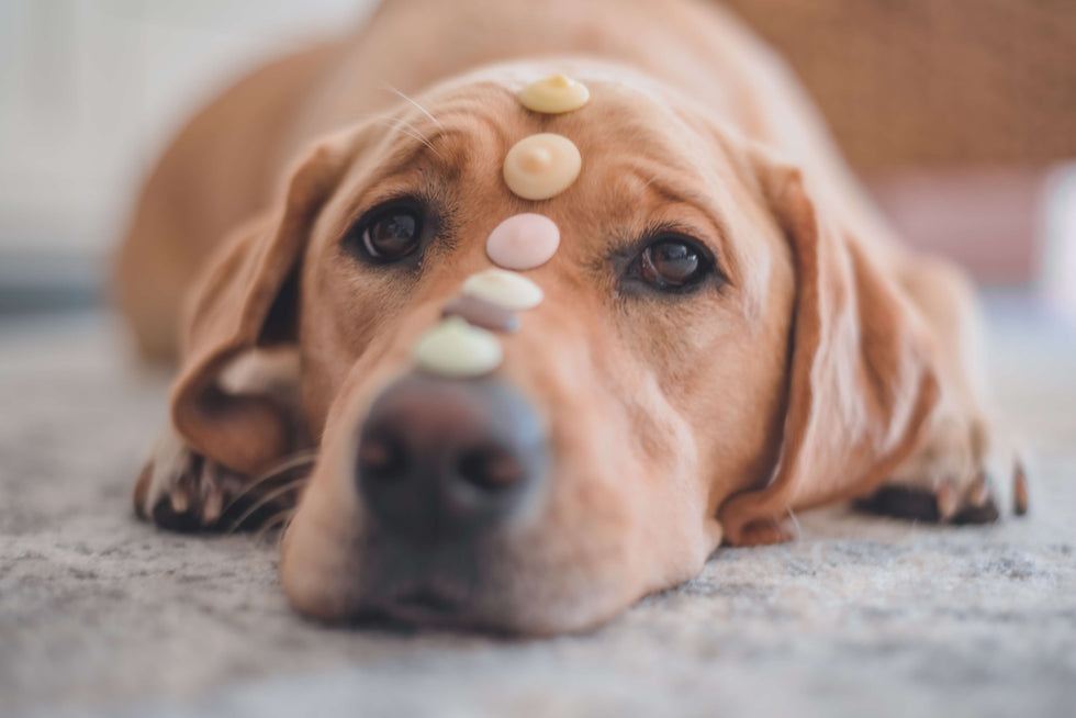 How To Make a Dog-Friendly Cake with WAG's Yoghurt Drops!