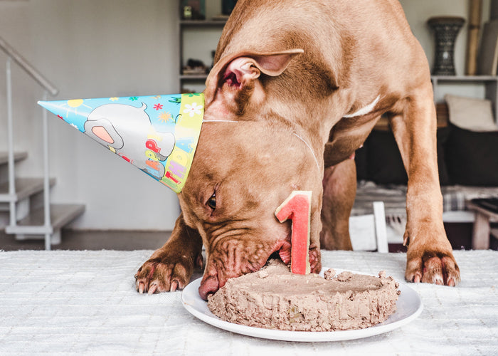 How old is a dog in human years?