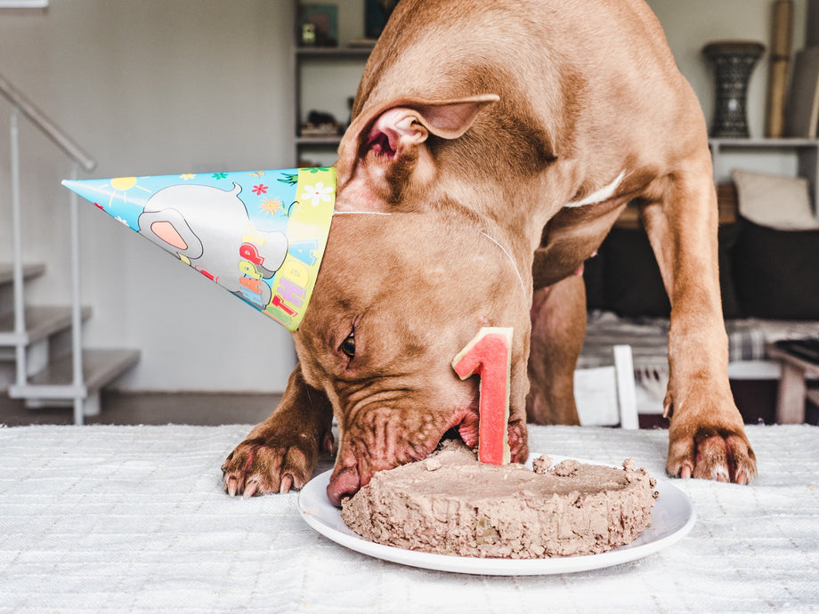 How old is a dog in human years?
