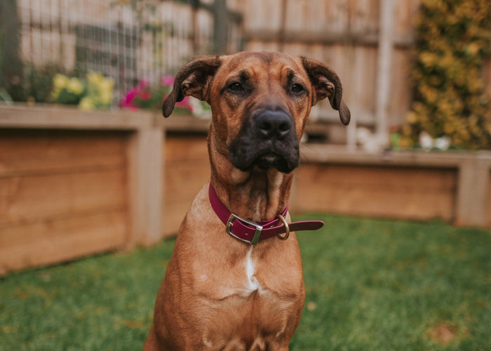 How to House Train a Dog: A Fun and Stress-Free Guide for New Dog Parents