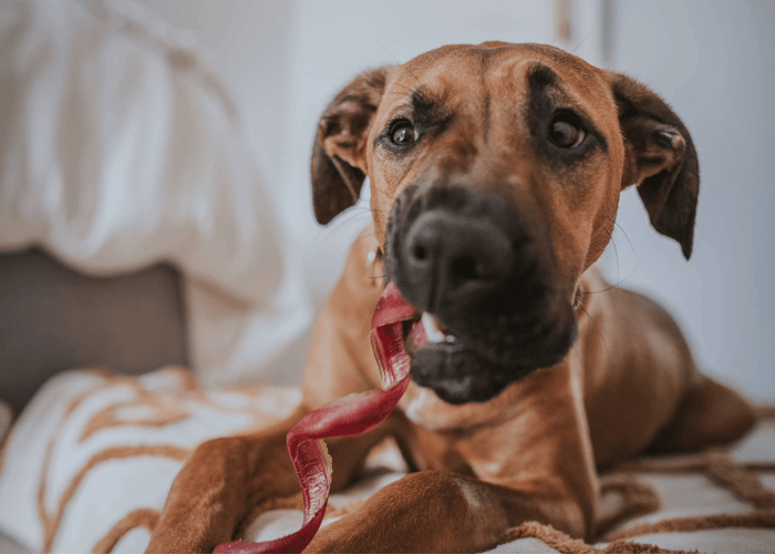 How to Puppy-Proof Your Home