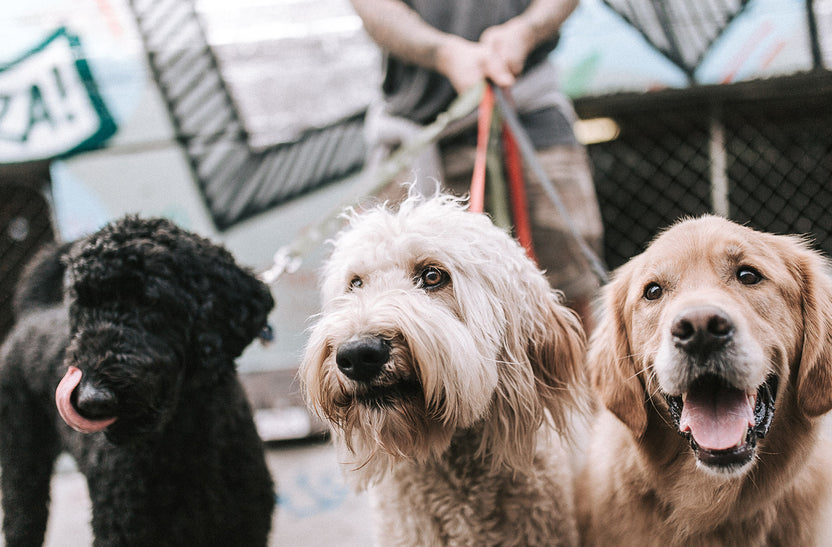 How To Socialise Your Dog | Get WAG