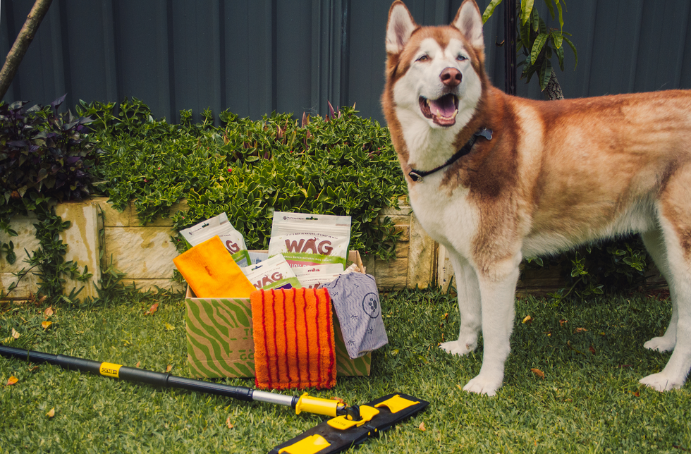 5 WAYS TO MAKE YOUR HOUSE CHRISTMAS READY FOR YOUR DOGGO!