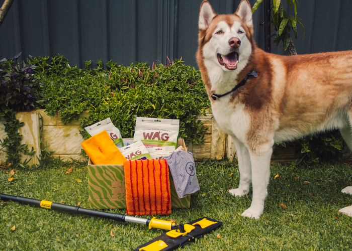 5 WAYS TO MAKE YOUR HOUSE CHRISTMAS READY FOR YOUR DOGGO!