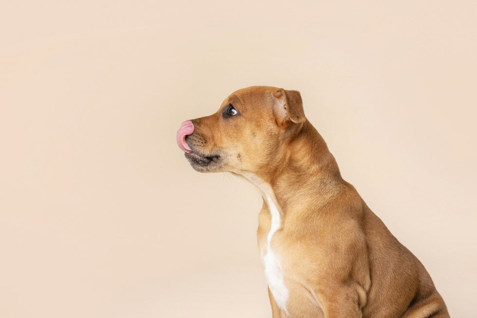 Is Kangaroo Mince Good for Puppies? What Every New Puppy Owner Should Know