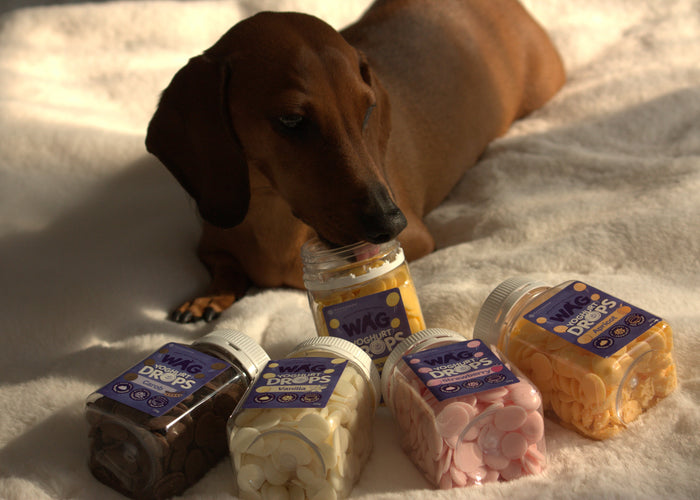 Is Yoghurt Good For Dogs?