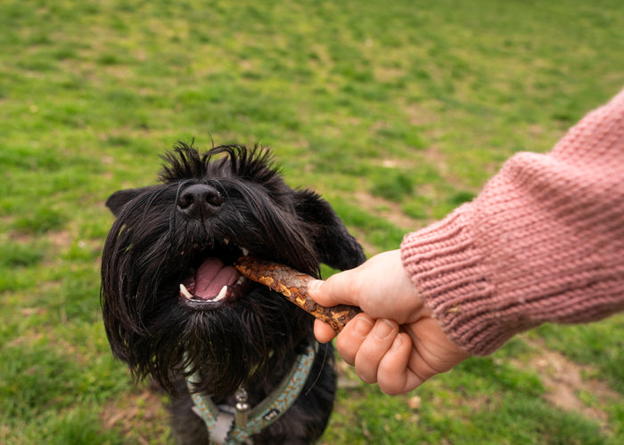 Is grain free better for dogs?