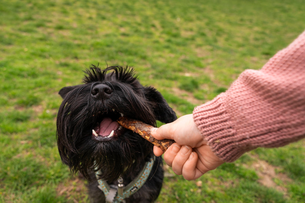 Is grain free better for dogs?