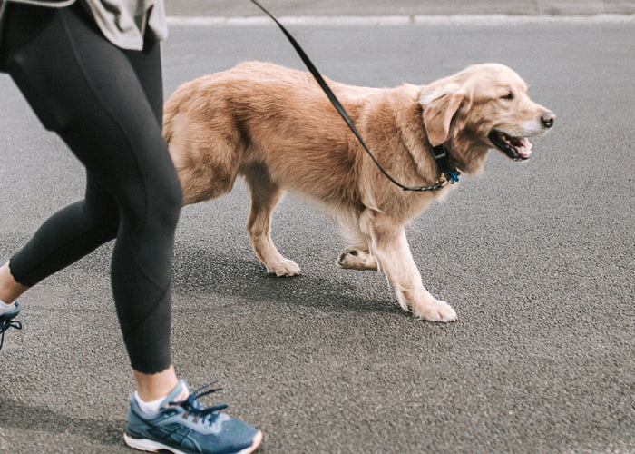 Joint Health for Dogs: How to Keep Your Furry Friend Agile and Happy