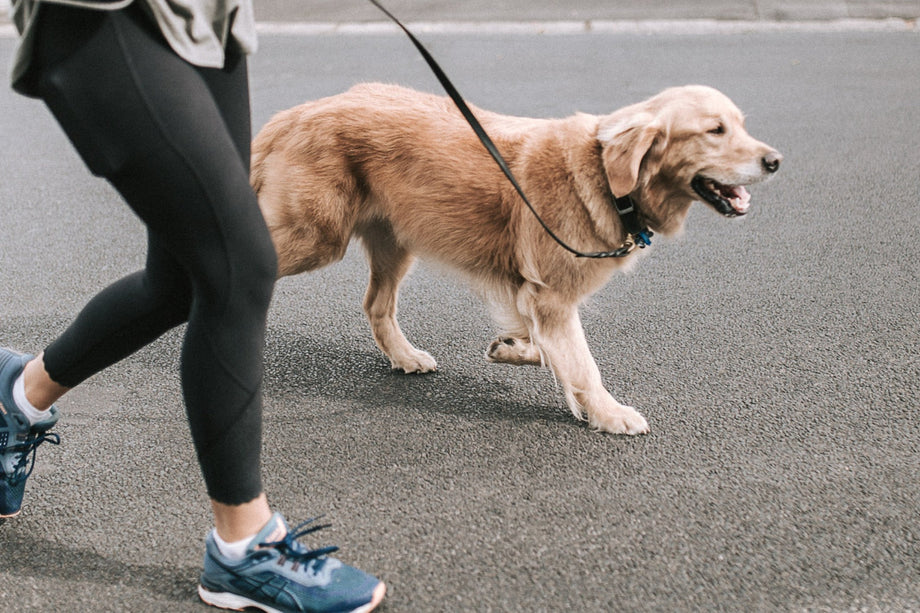 Joint Health for Dogs: How to Keep Your Furry Friend Agile and Happy