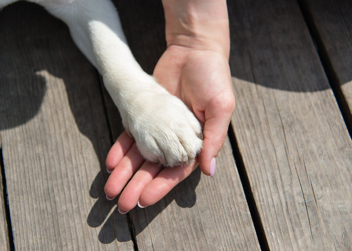 How to Protect Dog Paws in the Summer: An Essential Guide for Aussie Dog Parents
