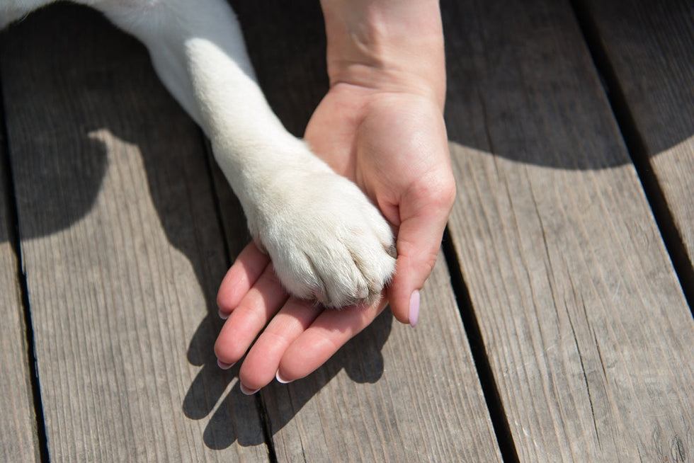 How to Protect Dog Paws in the Summer: An Essential Guide for Aussie Dog Parents