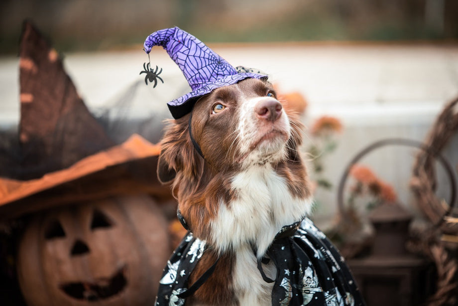 Spooktacular dog Halloween costume ideas