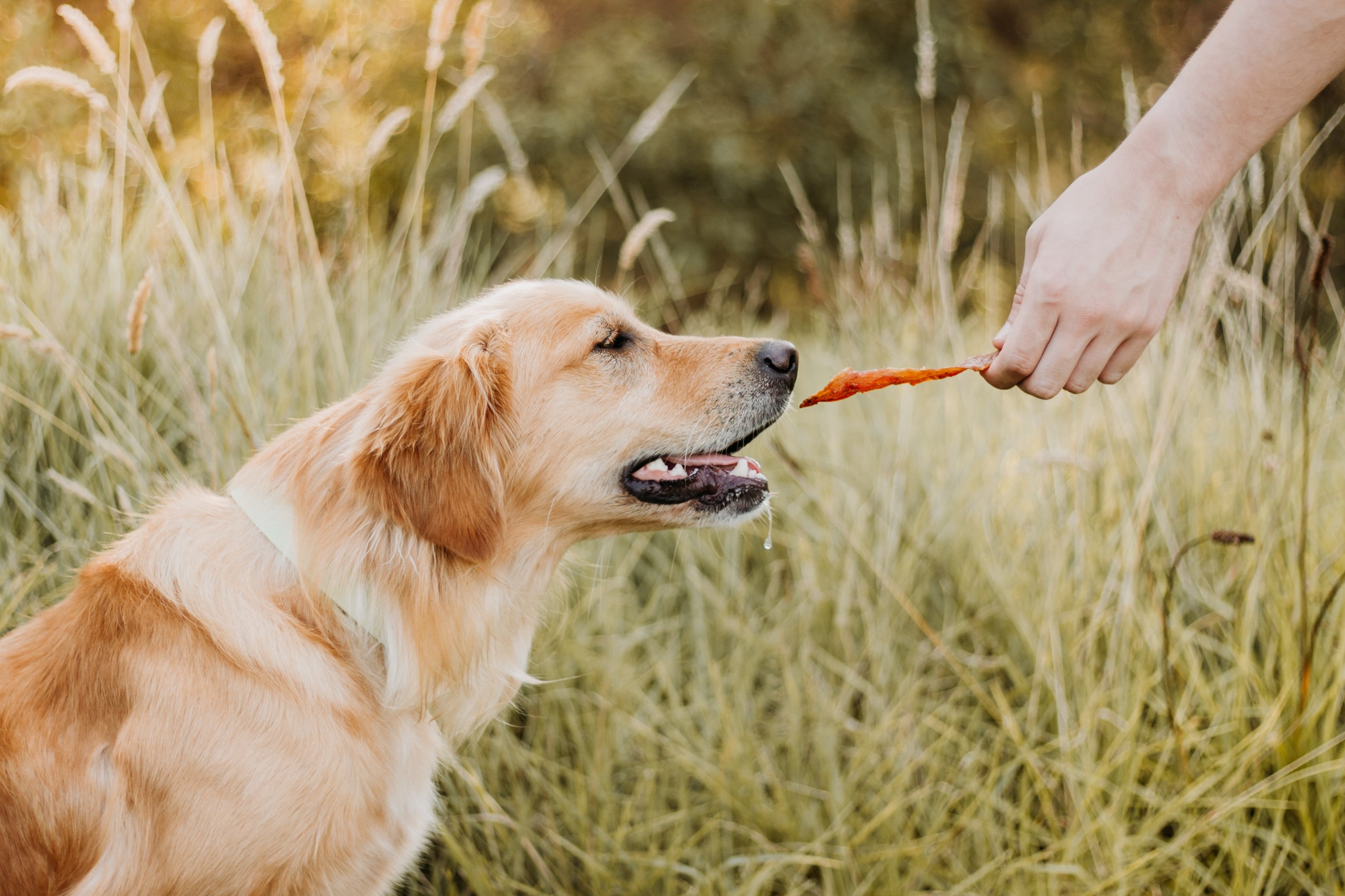 Why You Should Only Buy Dog Treats Without Preservatives Get WAG