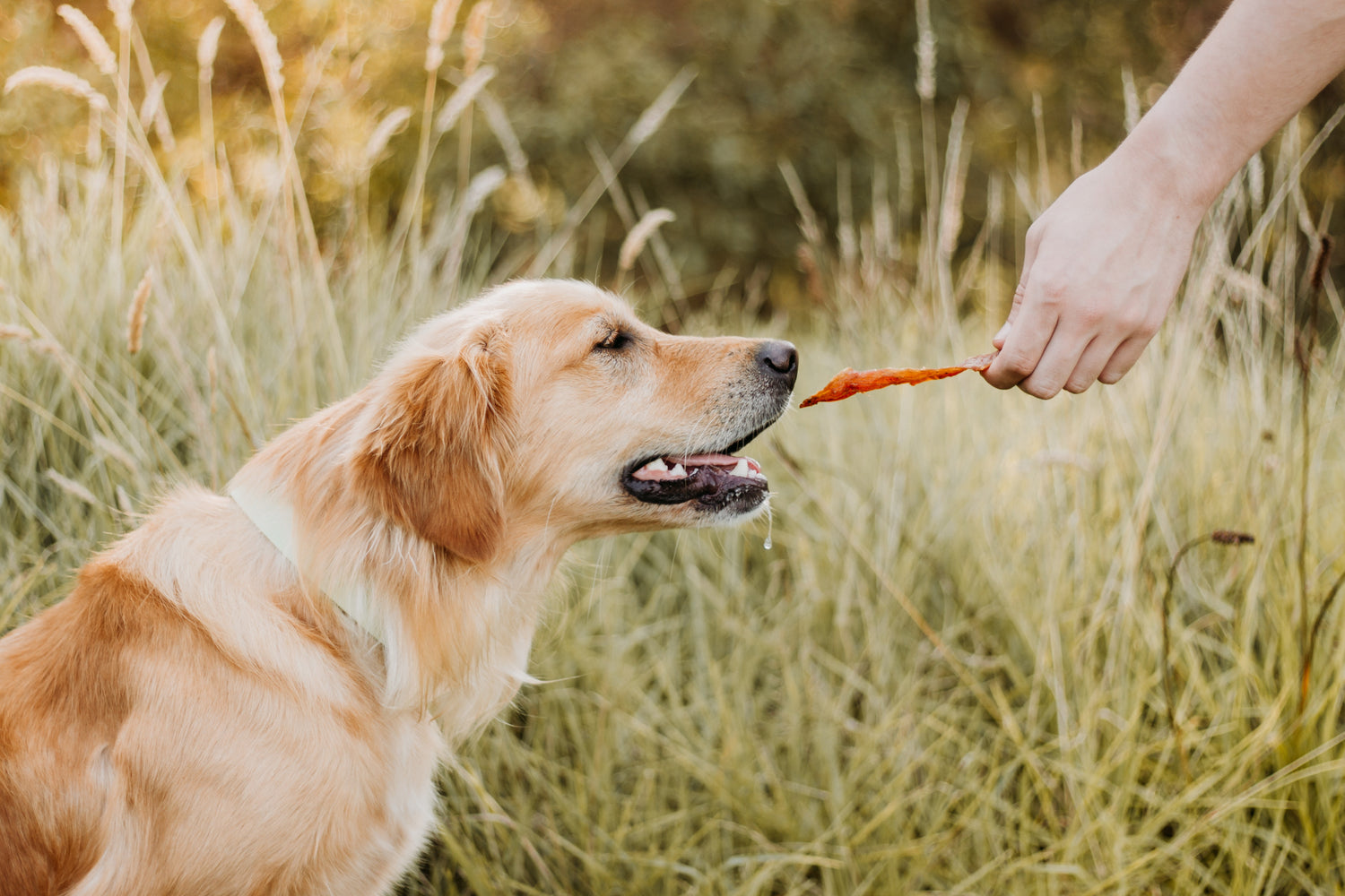 The Benefits of Feeding Your Dog Treats Without Preservatives