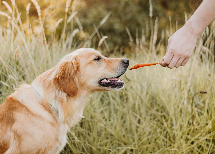 The Benefits of Feeding Your Dog Treats Without Preservatives