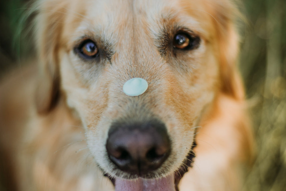 The Power of Positive Reinforcement in Dog Training