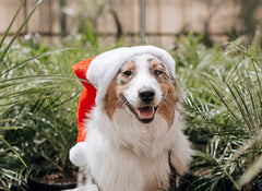 The WAG Guide To A Safe & Happy Festive Season With Your Dog