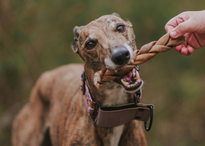 Unleash the Goodness: The Wonders of Beef Collagen Sticks for Dogs