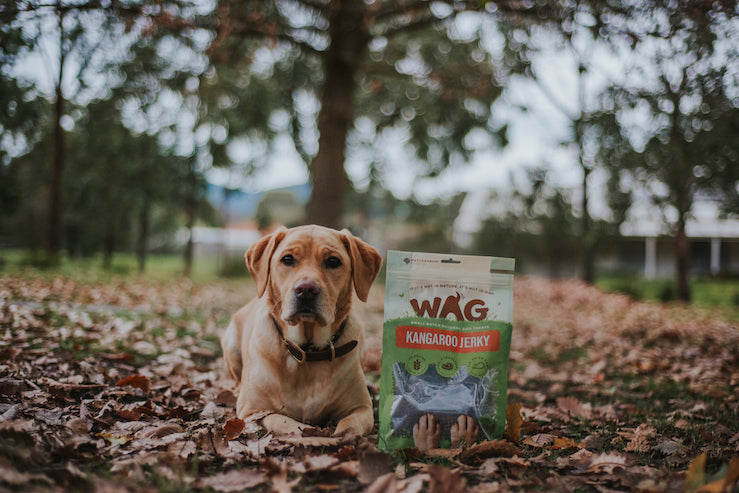 Did Someone Say Kangaroo Treats? It'd Be Roo'd Not To!