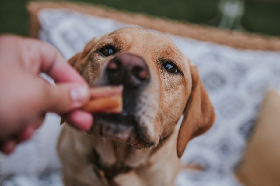What ingredients to avoid in dog treats (and what to give instead)