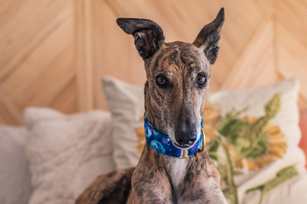 What’s the Deal With My Dog’s Itchy Ears?