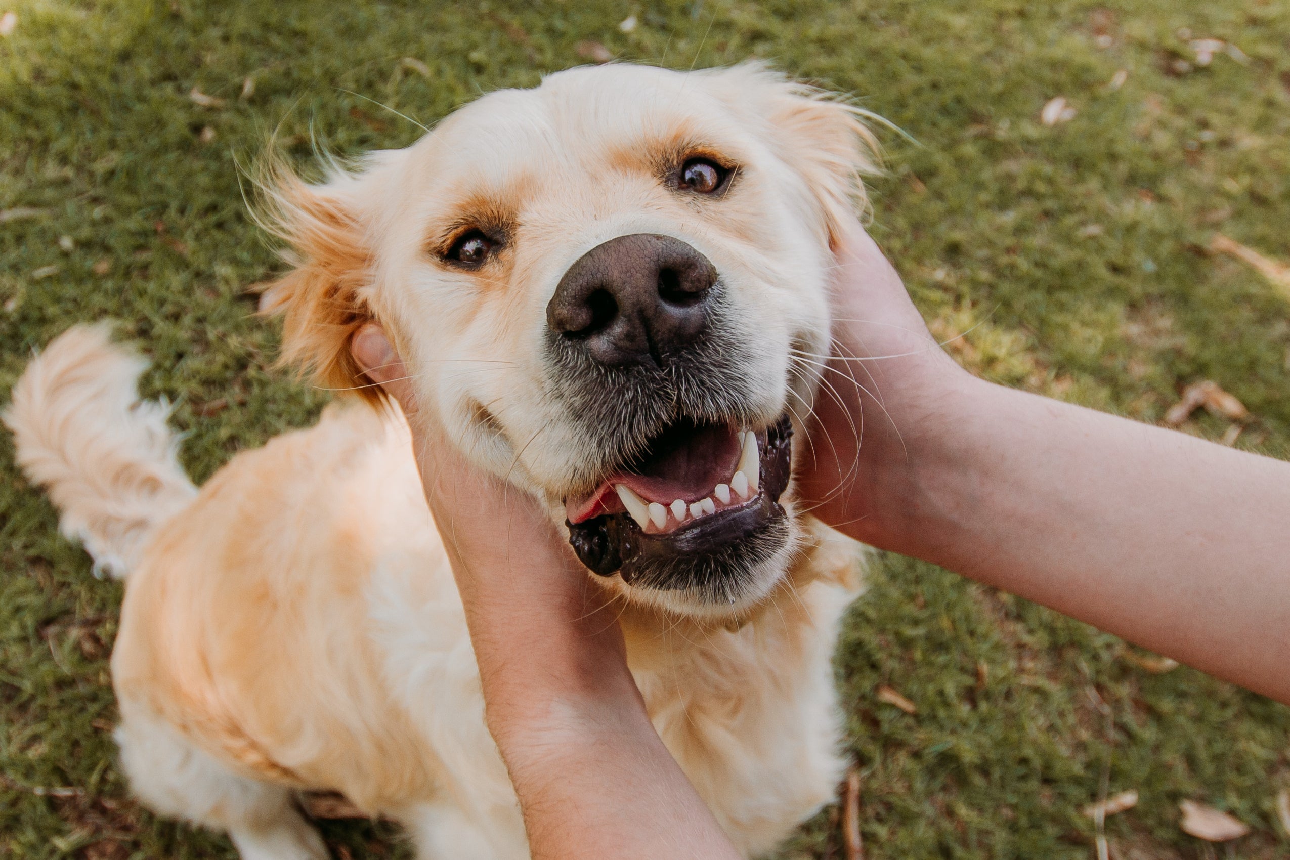 Adult dog teething best sale