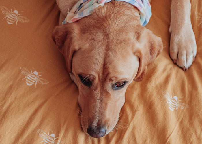 Where Should Your Dog Sleep? Understanding Sleeping Habits for a Happy Furry Friend