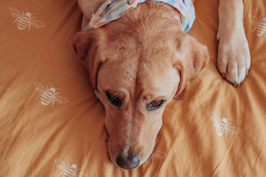 Where Should Your Dog Sleep? Understanding Sleeping Habits for a Happy Furry Friend
