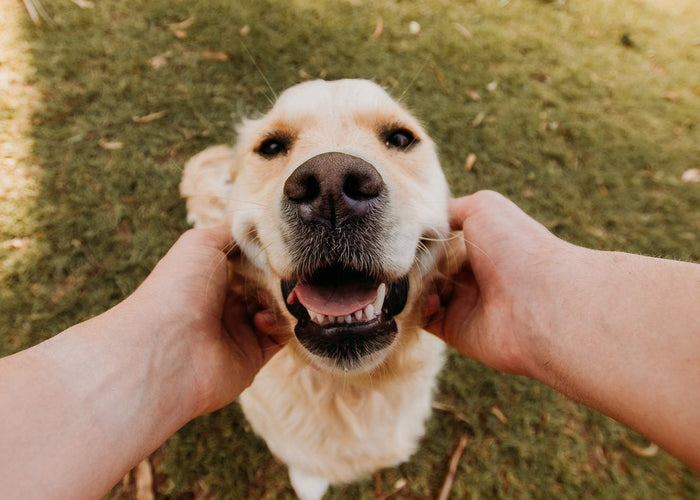 Can my dog get coronavirus (COVID-19)? Your dog questions answered.