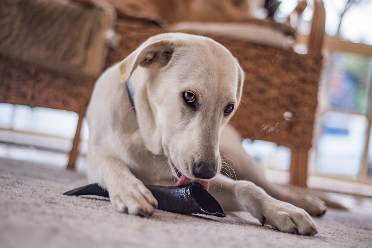 Bull horn for sales dogs