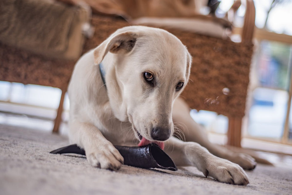 Are goat horns safe for my dog?