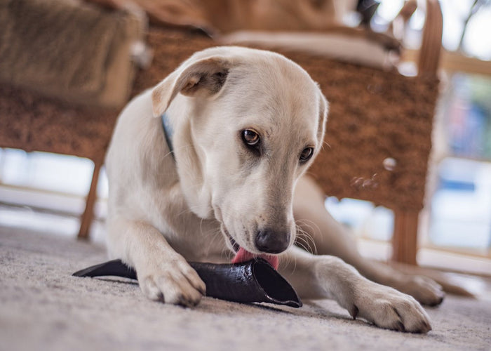 Are goat horns safe for my dog?
