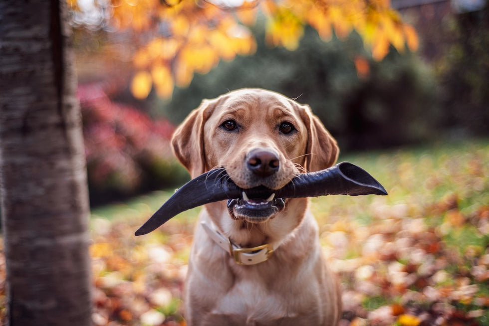 Do dental treats for dogs work?