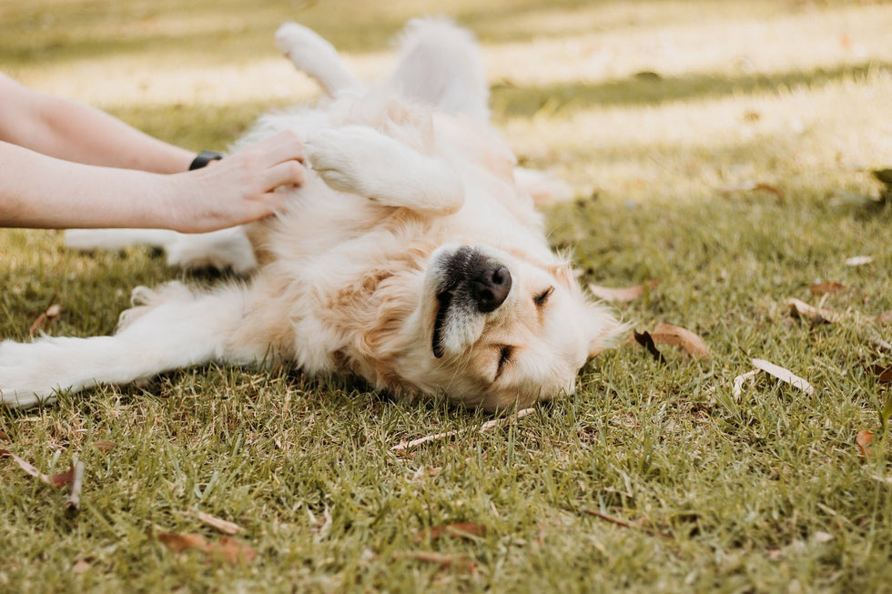 Can you feed your dog a 'plant based' or vegan diet?