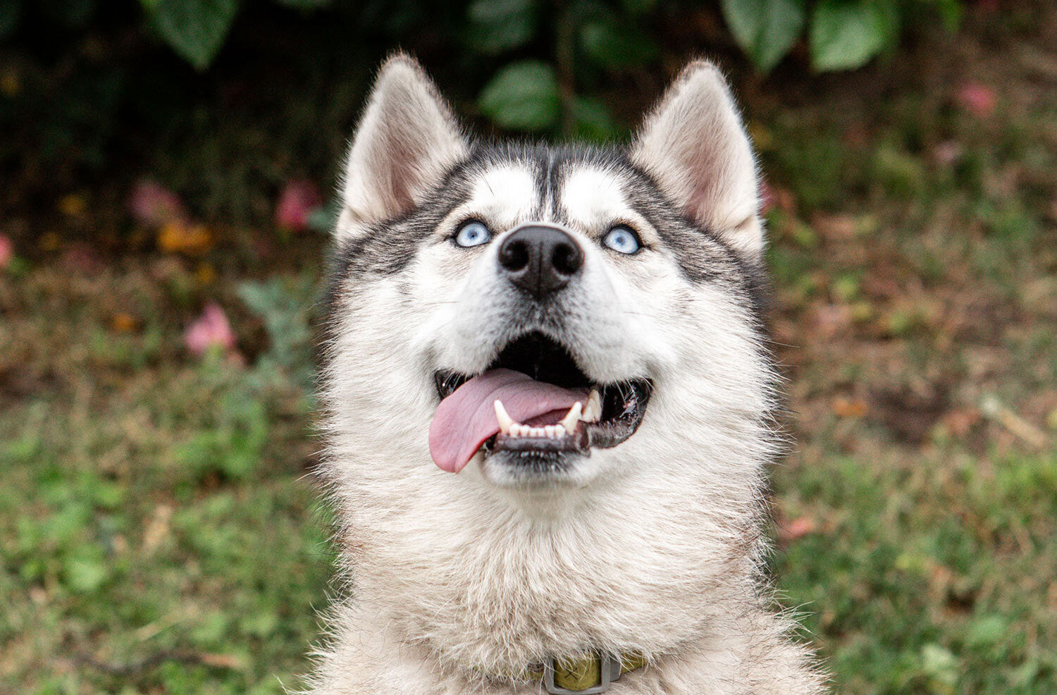 Can Dogs Eat Butter? What to Know About Dogs and Butter