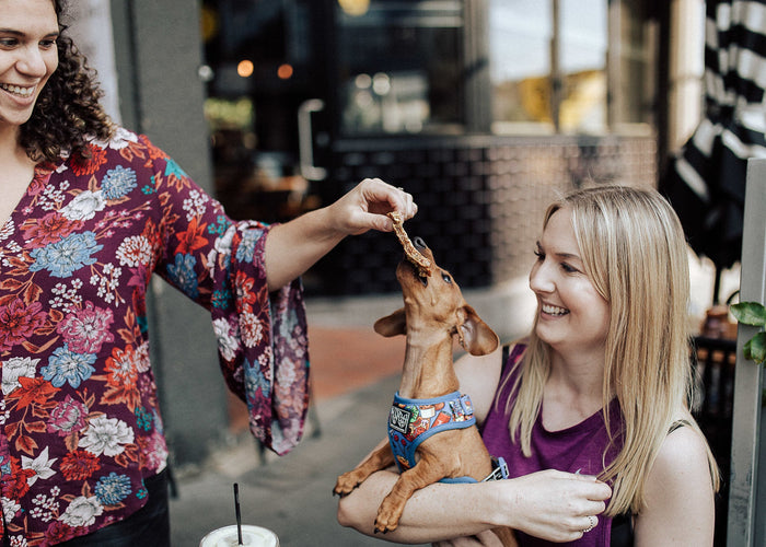 Daily Dog Treats: To Give or Not to Give? That Is the Question!