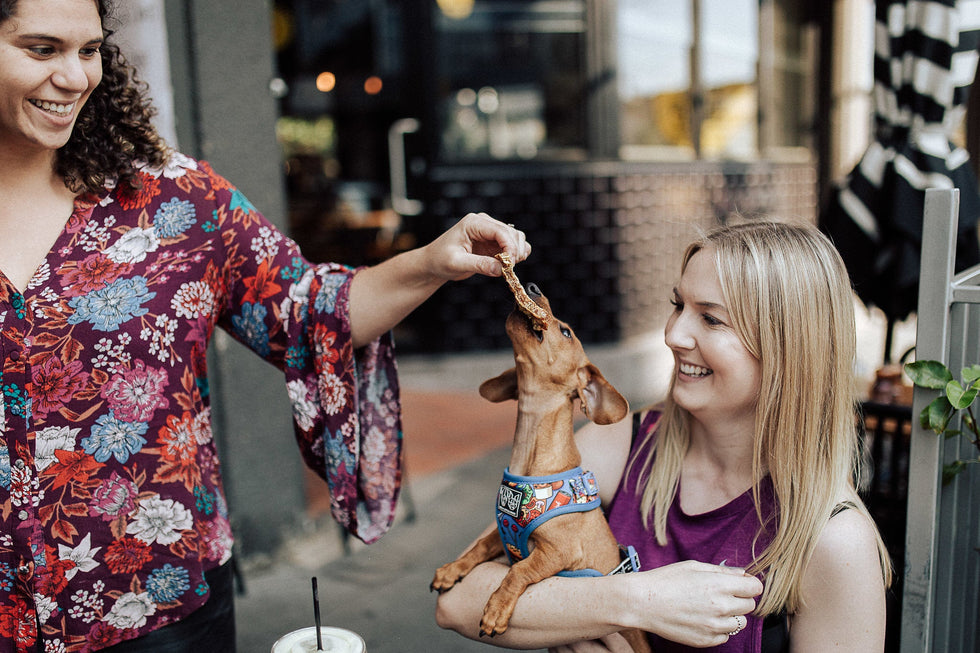 Daily Dog Treats: To Give or Not to Give? That Is the Question!