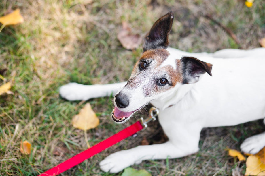 What are the benefits of air-dried dog treats?