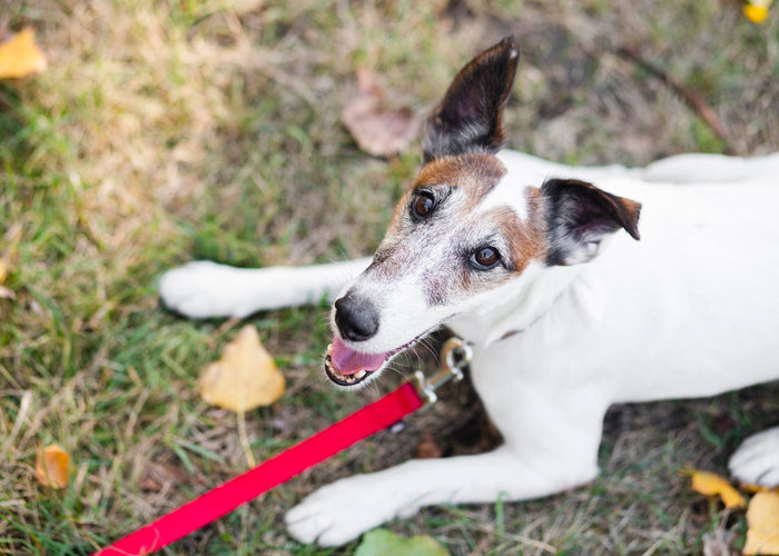 What are the benefits of air-dried dog treats?