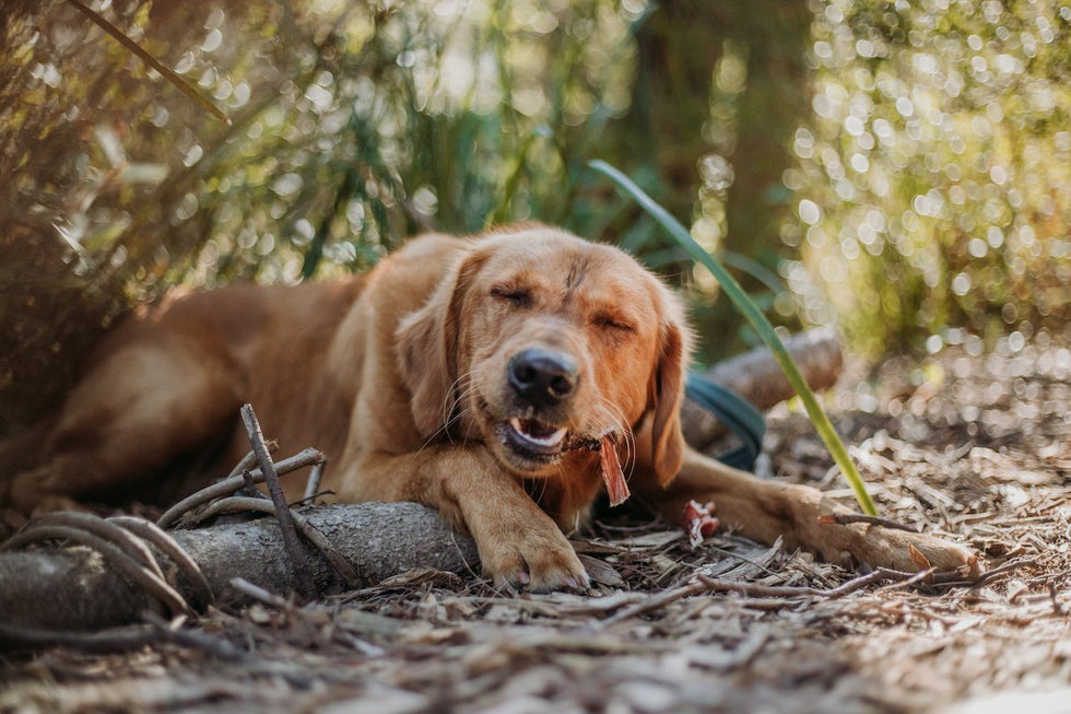 Puppy teething: what you need to know