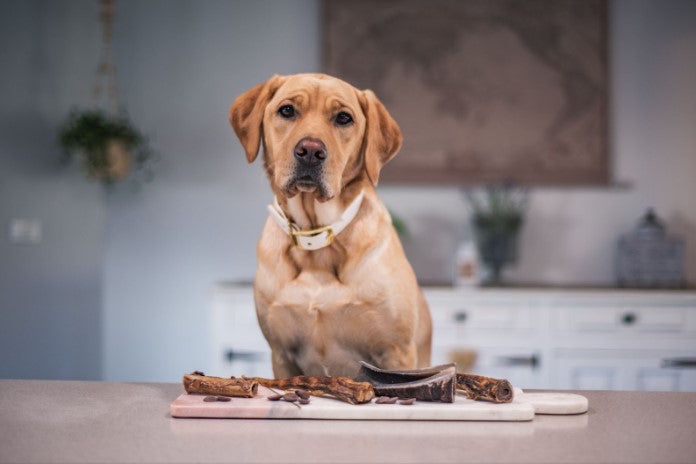 DIY Dog Treat Recipes with Get WAG