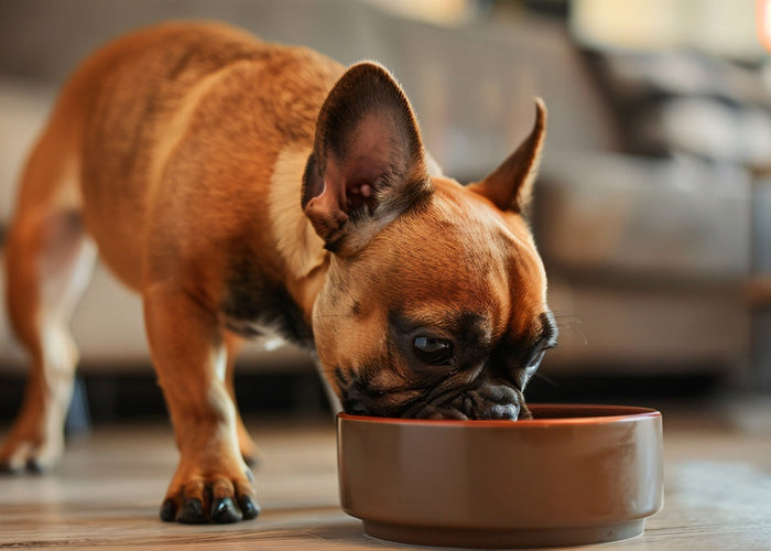 Kangaroo, chicken, or beef? The best meat for dogs