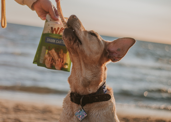 What are the best fish treats for my dog?