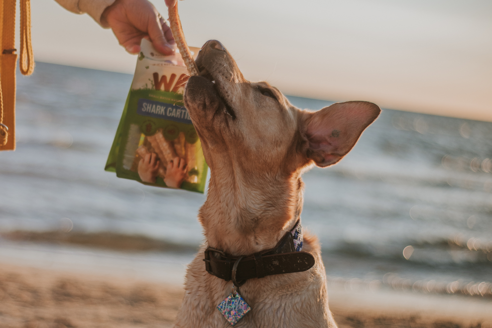 What are the best fish treats for my dog?