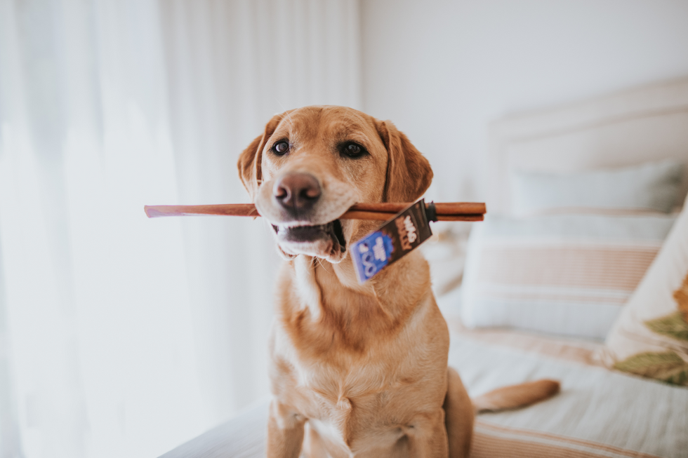 How To Stop Dogs Chewing Their Beds - Our Ultimate Guide