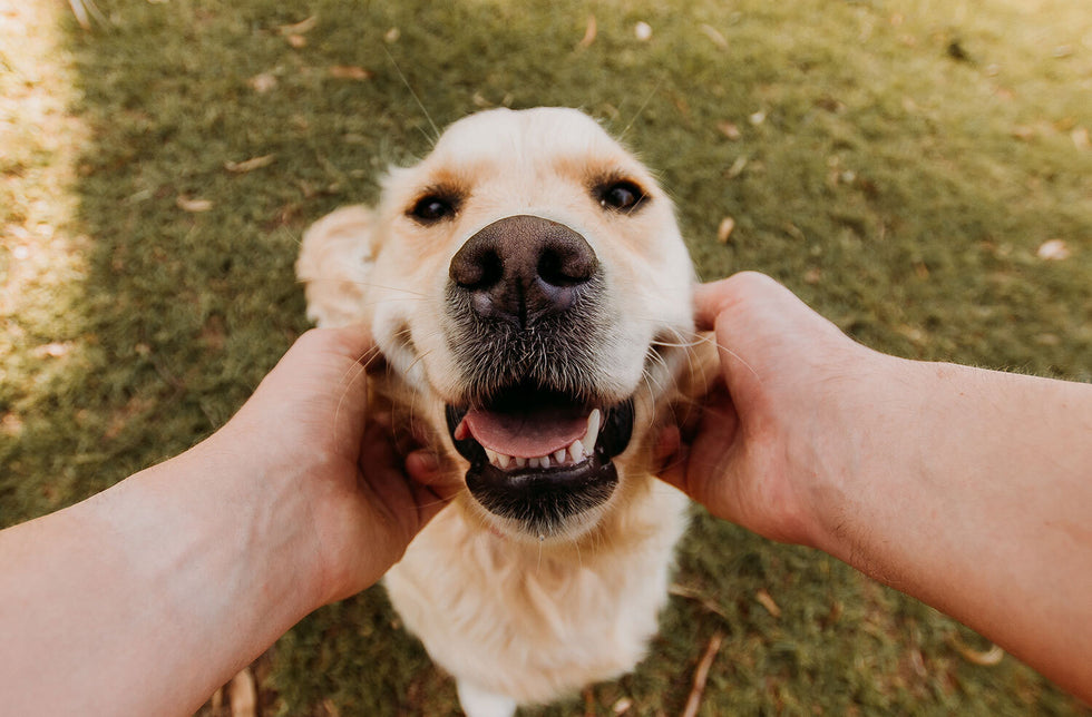 So Fresh, So Clean! How Often Should You Wash Your Dog?